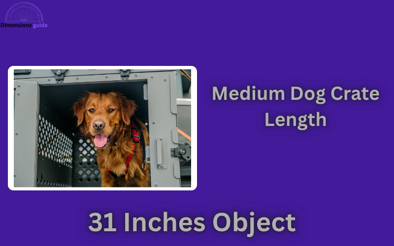 how long is 31 inches