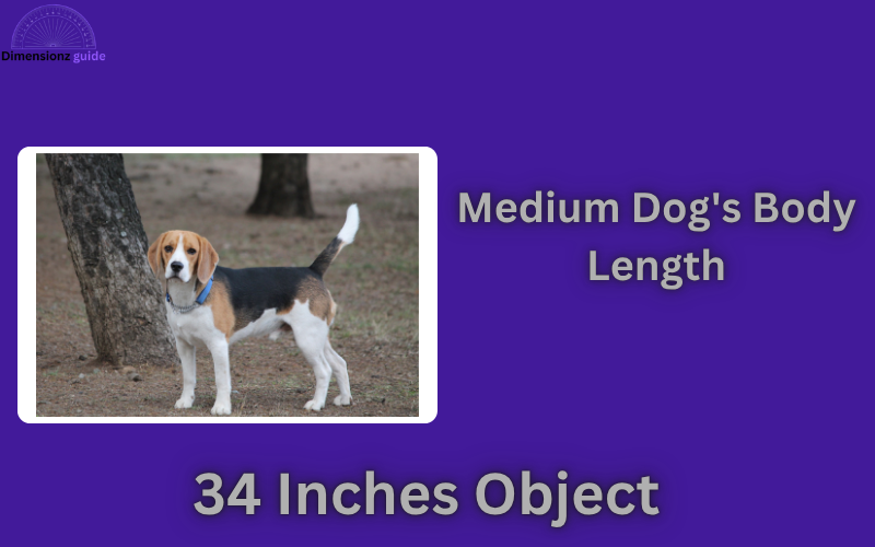 how long is 34 inches